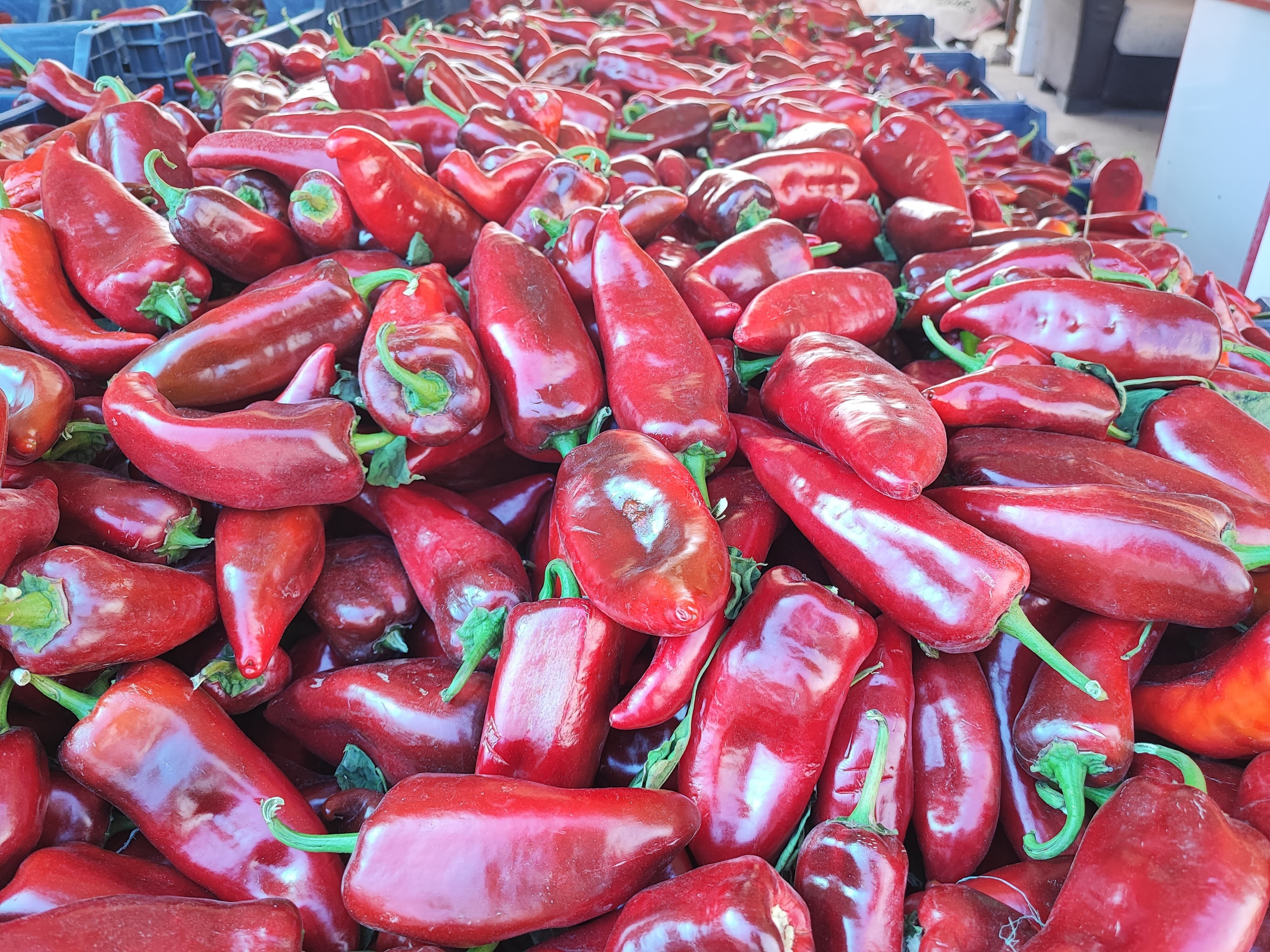 Sal&ccedil;alık biber sezonu başladı! Ge&ccedil;en yılki fiyattan satılıyor - 2. Resim