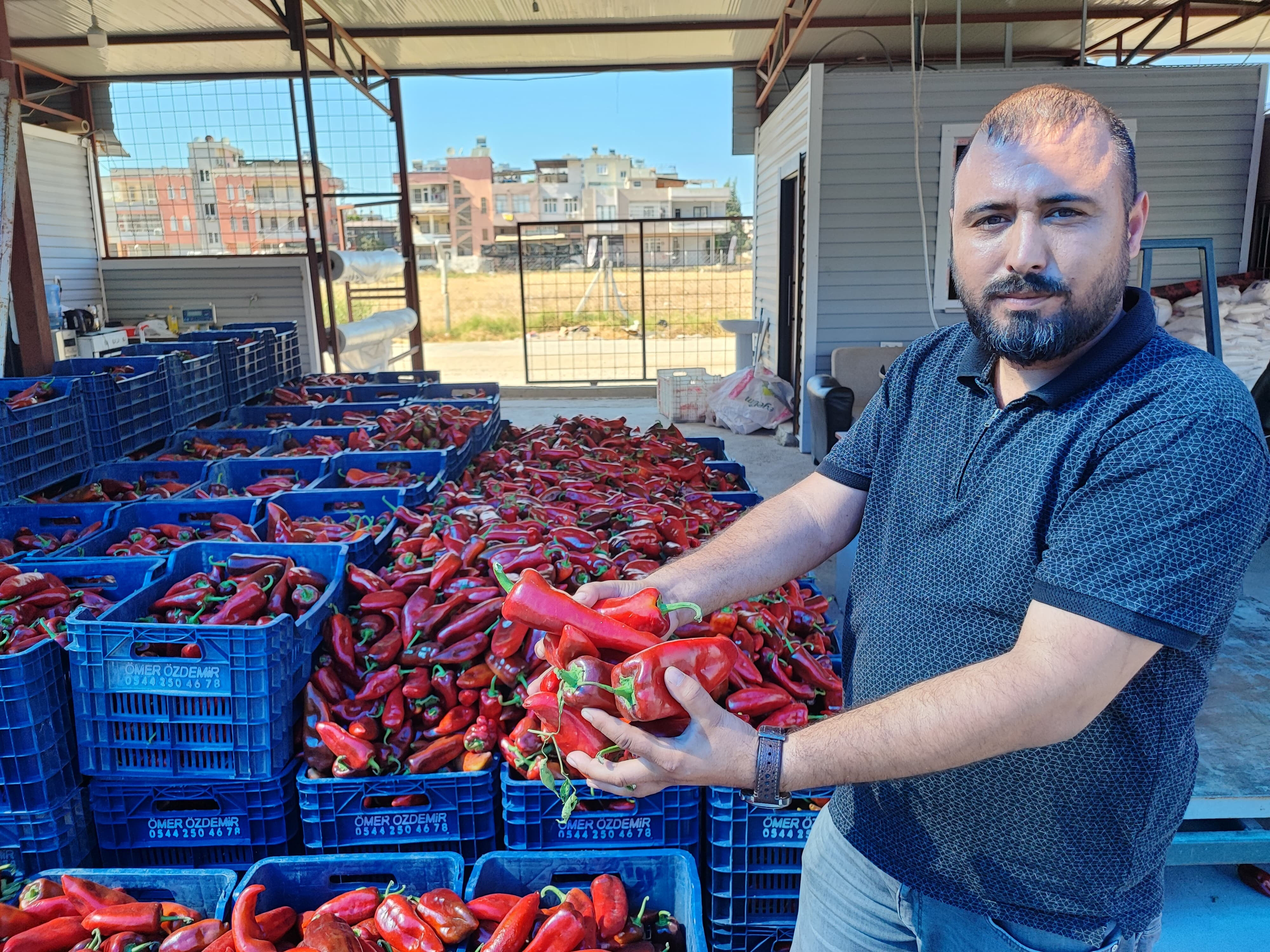Sal&ccedil;alık biber sezonu başladı! Ge&ccedil;en yılki fiyattan satılıyor - 1. Resim