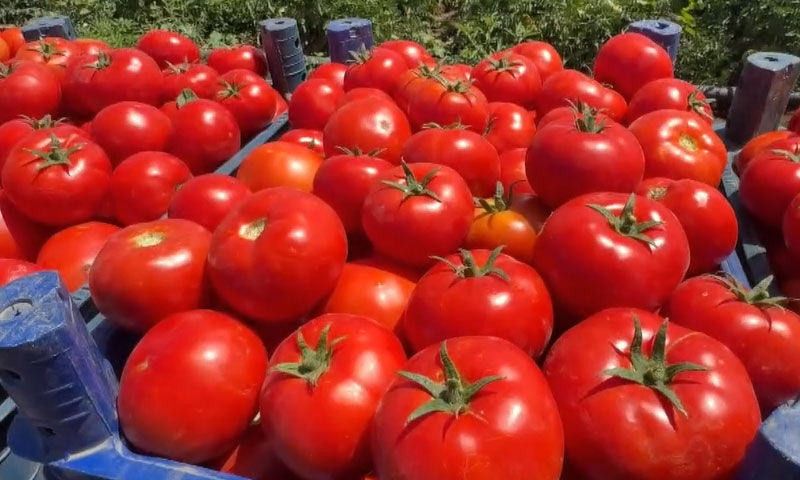 Tarlalar dolup taştı&hellip; Rekolte rekor kırıyor! Tek başına 360 ton &uuml;r&uuml;n bekliyor - 6. Resim