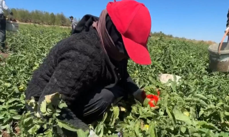 Tarlalar dolup taştı&hellip; Rekolte rekor kırıyor! Tek başına 360 ton &uuml;r&uuml;n bekliyor - 2. Resim