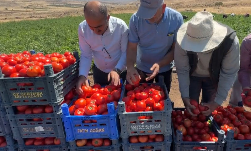 Tarlalar dolup taştı&hellip; Rekolte rekor kırıyor! Tek başına 360 ton &uuml;r&uuml;n bekliyor - 5. Resim