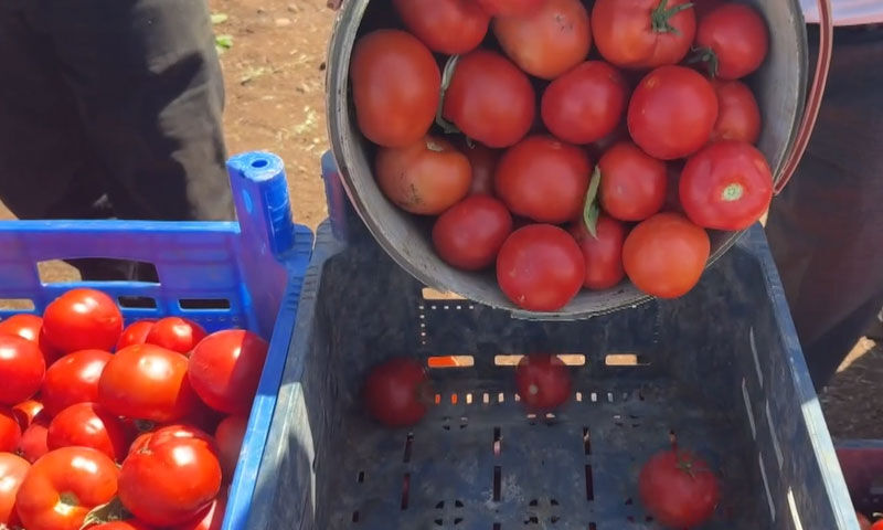 Tarlalar dolup taştı&hellip; Rekolte rekor kırıyor! Tek başına 360 ton &uuml;r&uuml;n bekliyor - 4. Resim