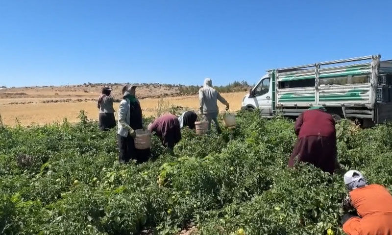 Tarlalar dolup taştı&hellip; Rekolte rekor kırıyor! Tek başına 360 ton &uuml;r&uuml;n bekliyor - 1. Resim