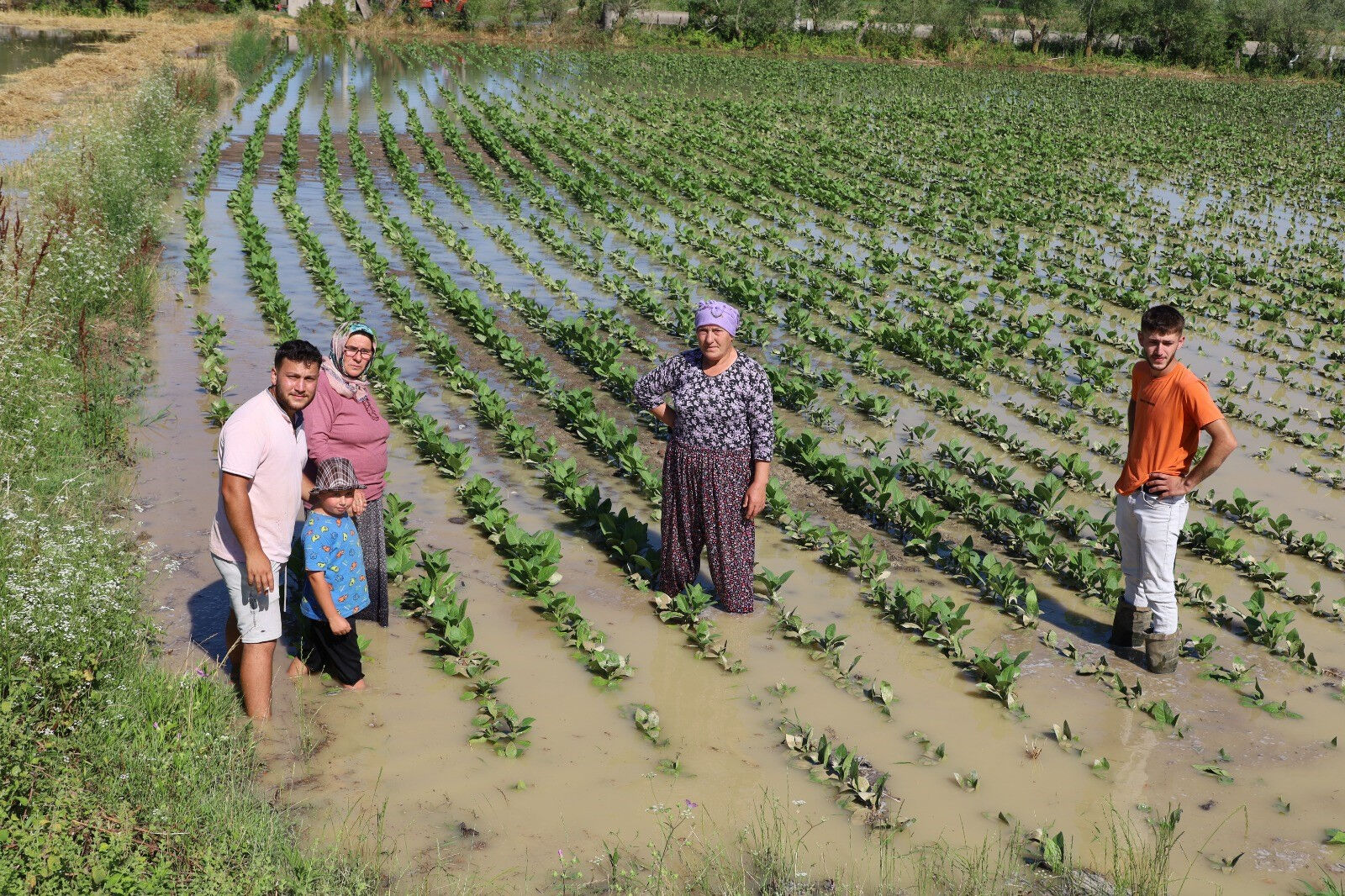 Tüm emekler yok edildi, tonlarca ürün zarar gördü! 