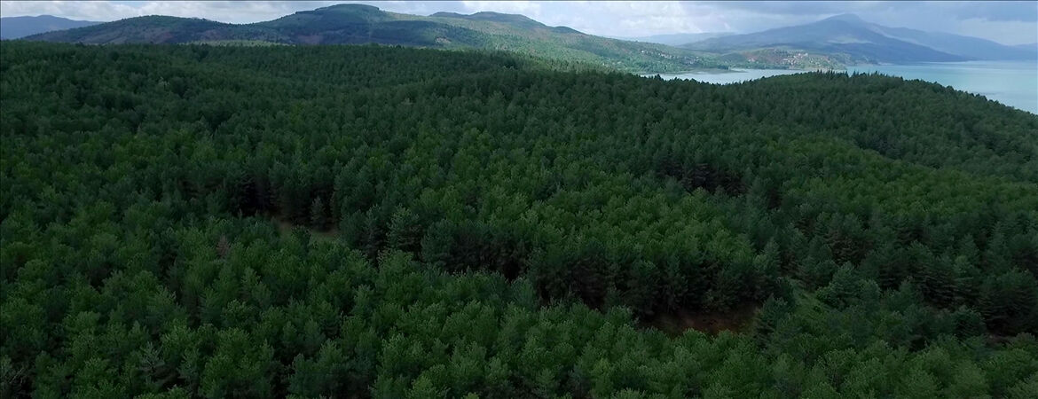 Türkiye'nin orman varlığında büyük artış - 2. Resim