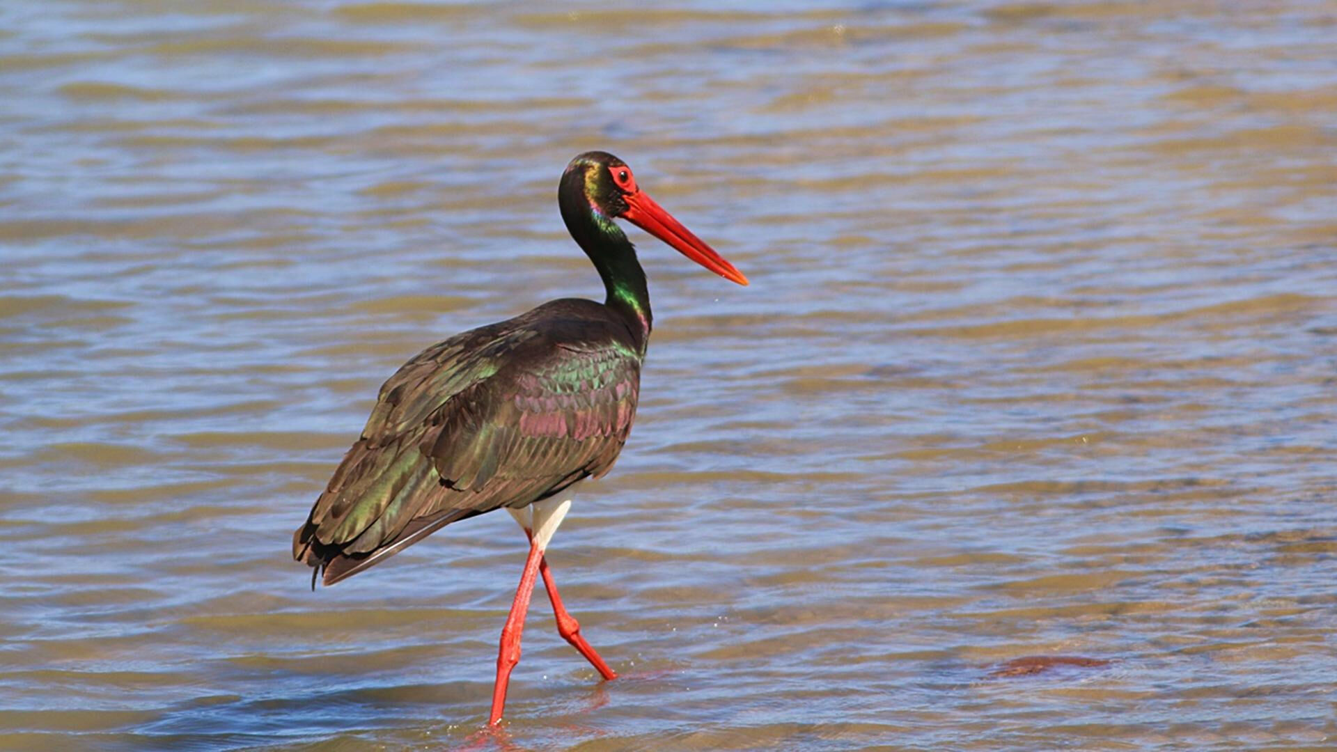 Ülkemizde çok nadir görülüyor, 'karasıyla' dikkat çekiyor! Bir anda ortaya çıktı, hemen ilgi odağı oldu - 1. Resim