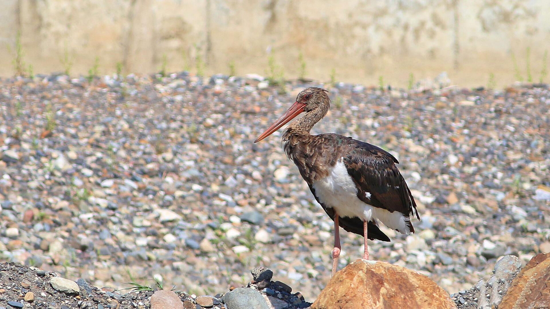 Ülkemizde çok nadir görülüyor, 'karasıyla' dikkat çekiyor! Bir anda ortaya çıktı, hemen ilgi odağı oldu - 2. Resim