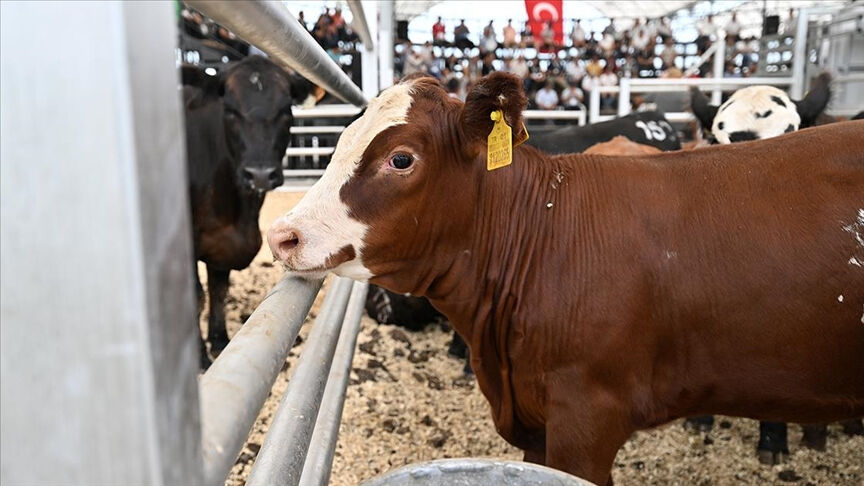 Vatandaşa bunları yedirmişler! Hayvan kafası detayı mide bulandırdı, ruhsatı dahi yok - 1. Resim