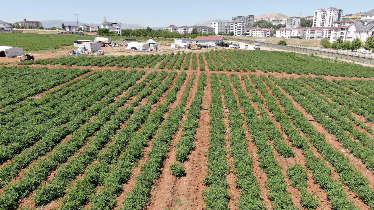  -150 dönüme ekildi! Bolluk kapıda, vatandaş ucuza yiyecek