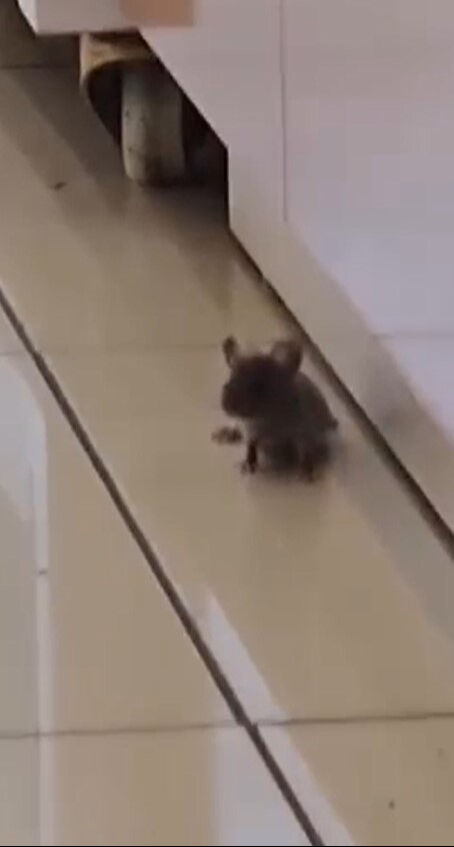 Baklavacıda mide bulandıran görüntü! İşletme sahibi suçu eski personele attı - 3. Resim