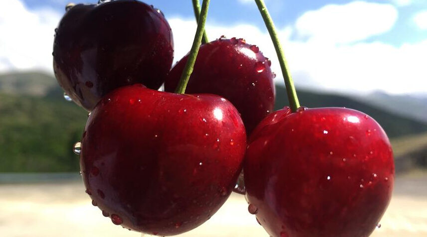 Bu kez hasat haberi üzdü! Kilosu 350 liradan satılsa da üretici kazanamıyor - 1. Resim