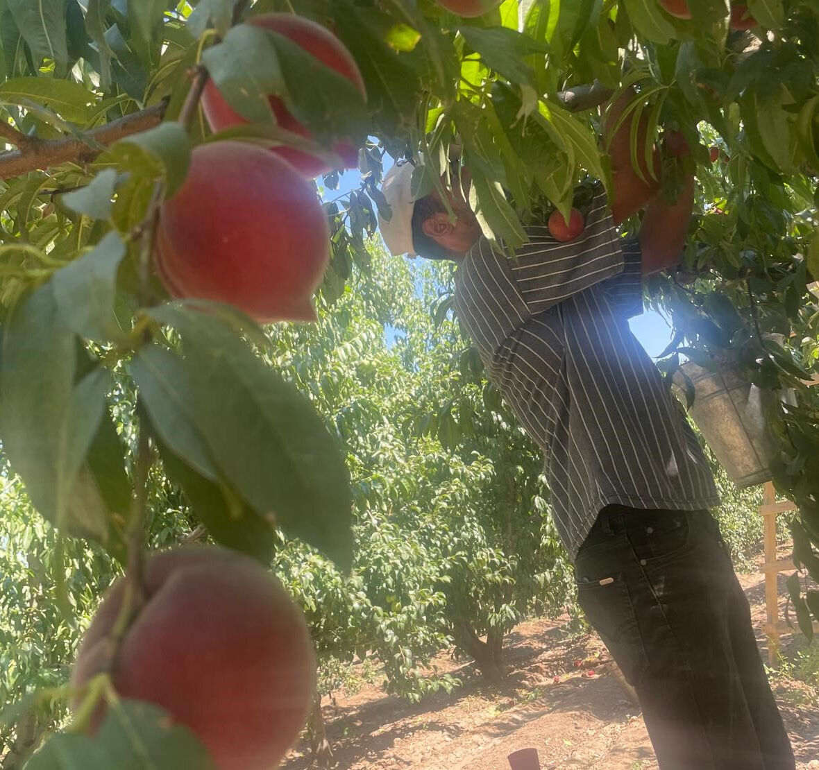 Çiftçiyi memnun eden hasat başladı! Kilosu tarlada 100, markette 200 lira Çiftçiyi memnun eden hasat başladı! Kilosu tarlada 100, markette 200 lira - 2. Resim