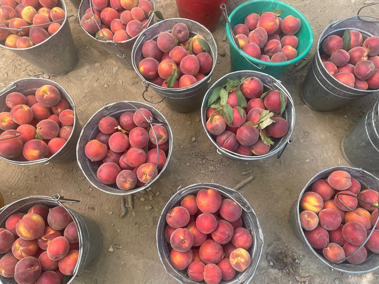 Çiftçiyi memnun eden hasat başladı! Kilosu tarlada 100, markette 200 lira Çiftçiyi memnun eden hasat başladı! Kilosu tarlada 100, markette 200 lira - 1. Resim