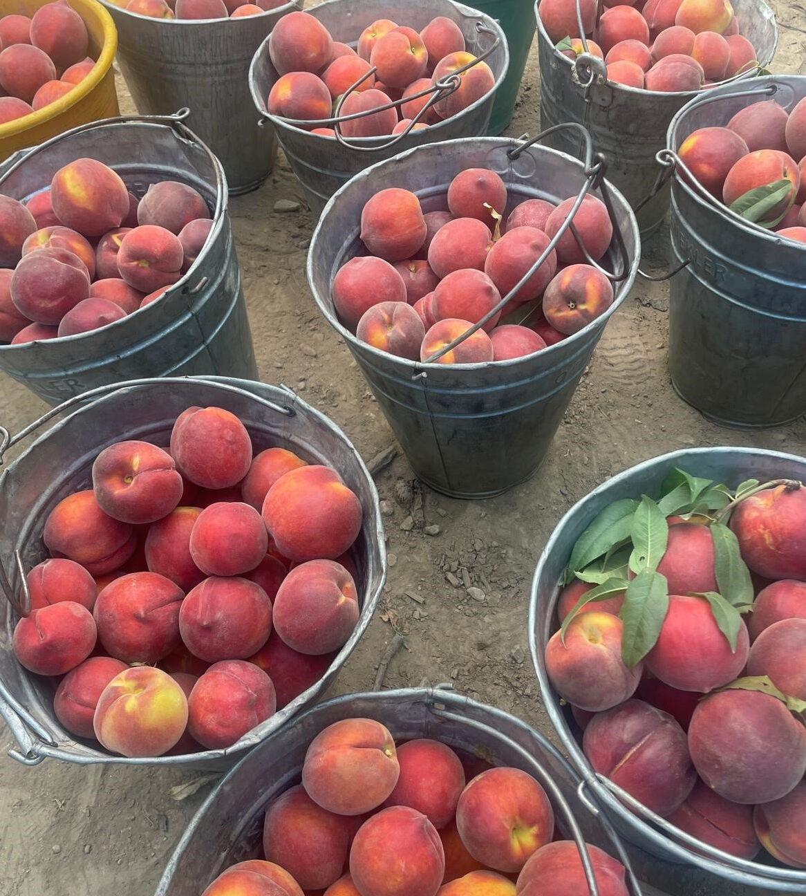 Çiftçiyi memnun eden hasat başladı! Kilosu tarlada 100, markette 200 lira Çiftçiyi memnun eden hasat başladı! Kilosu tarlada 100, markette 200 lira - 3. Resim