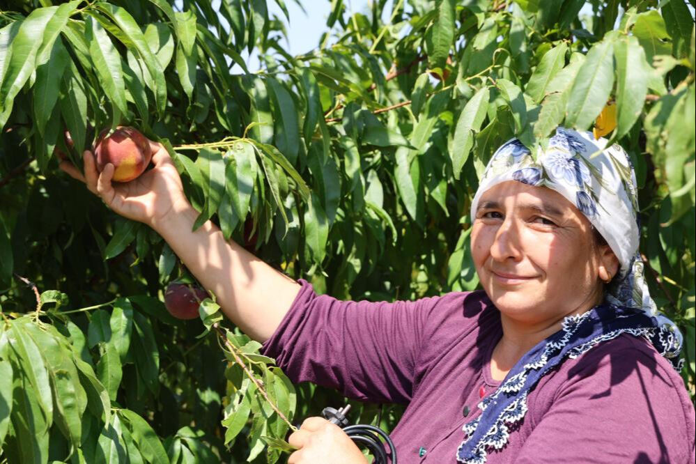 Don vurmuştu, hasat başladı! Tarlada kilosu 50 lira, talep çok ama ürün yok... - 4. Resim
