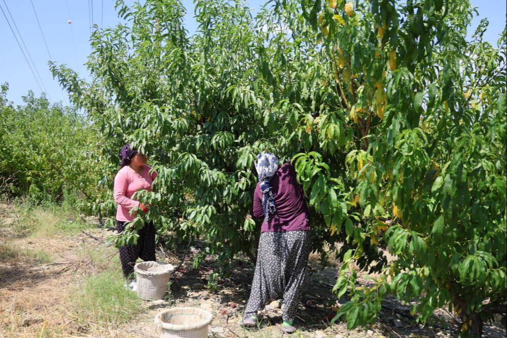 Don vurmuştu, hasat başladı! Tarlada kilosu 50 lira, talep çok ama ürün yok... - 1. Resim