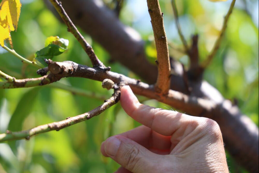 Don vurmuştu, hasat başladı! Tarlada kilosu 50 lira, talep çok ama ürün yok... - 2. Resim