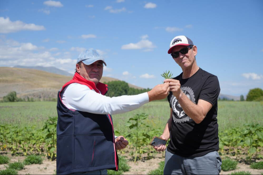 Kilo ve ton sınırı yok! Hepsini Bayburt'tan Amerika'ya götürecekler - 4. Resim