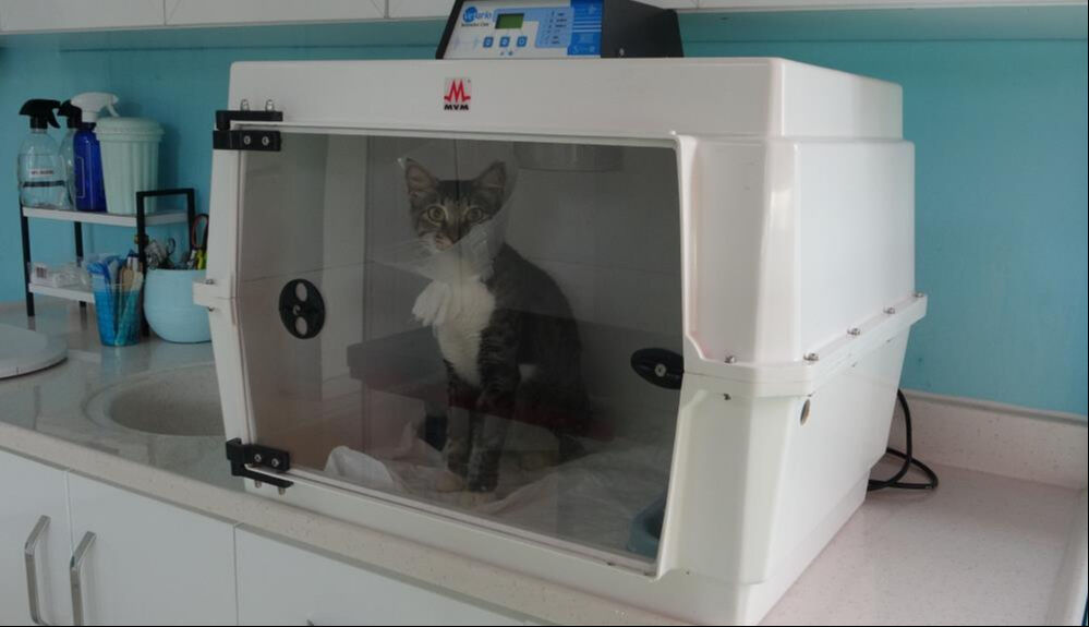 Mersin'de yürekleri sızlatan görüntü! Sokak kedisini defalarca tekmeledi - 1. Resim