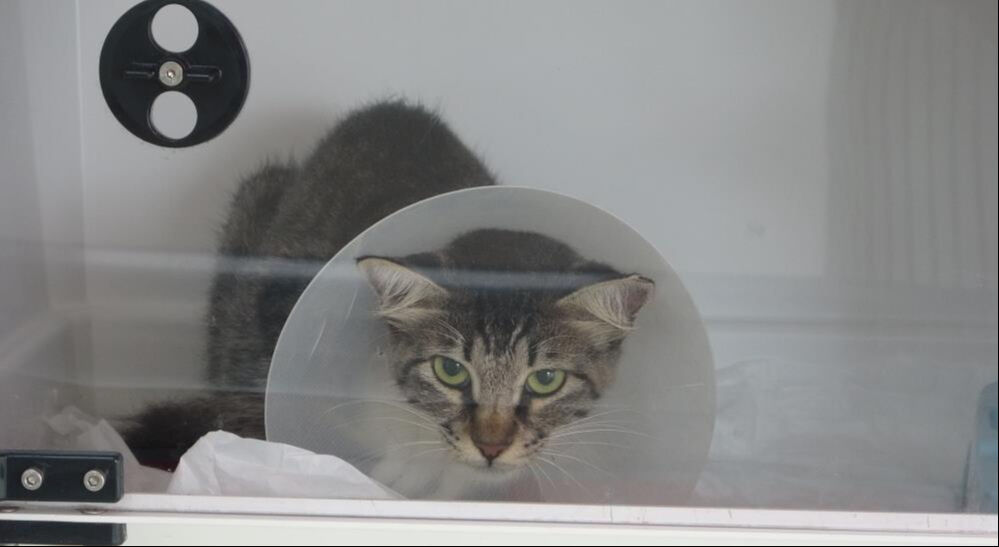 Mersin'de yürekleri sızlatan görüntü! Sokak kedisini defalarca tekmeledi - 2. Resim