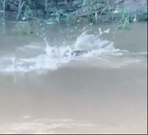 Arkadaşlarıyla balık tutmaya gitmişti, faciayı yaşadı! Dişlerini sapladı, suya çekti: O anlar kamerada - 2. Resim