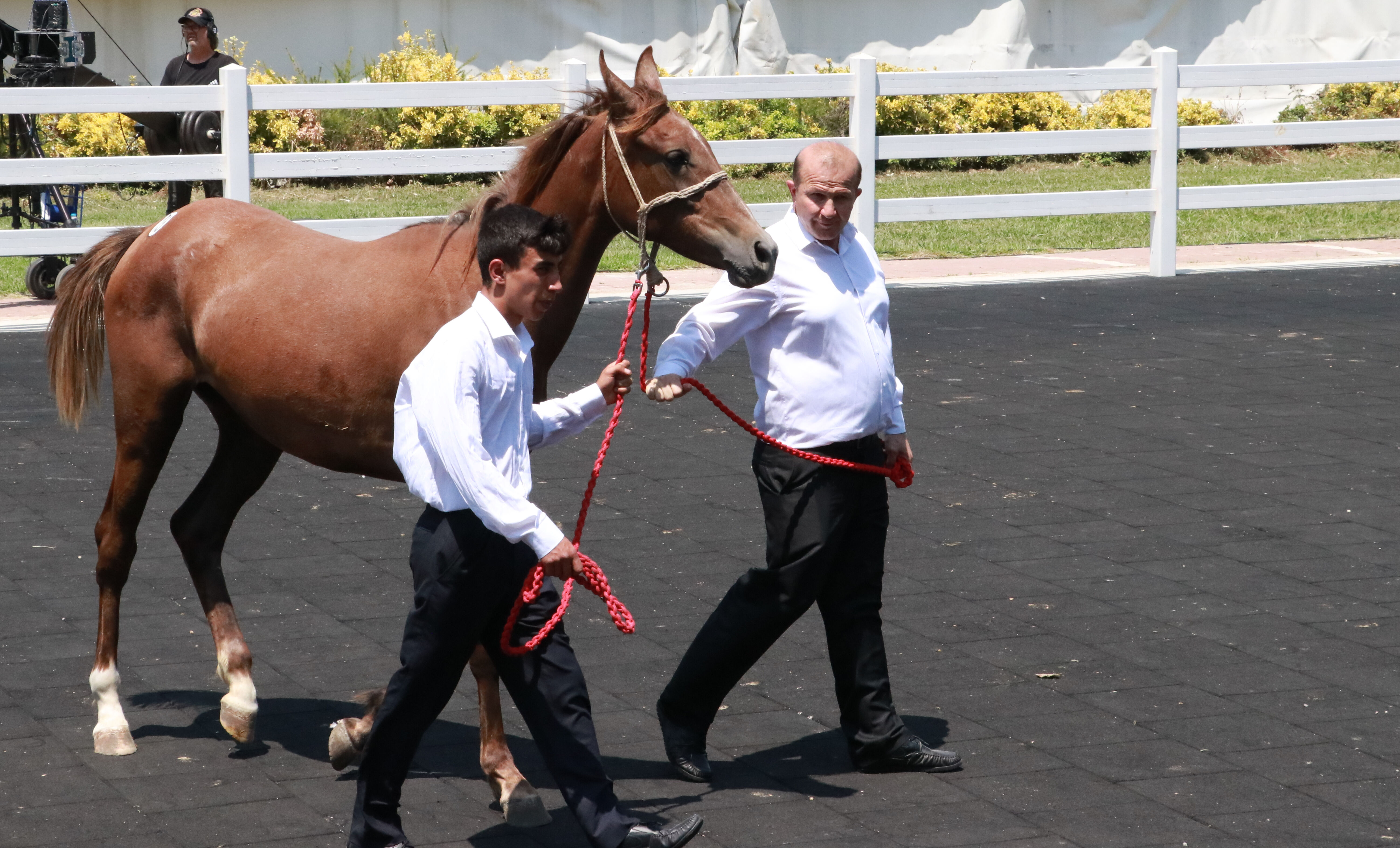 Bursa'da milyonluk satış: Arap tayları kapış kapış gitti! - 2. Resim