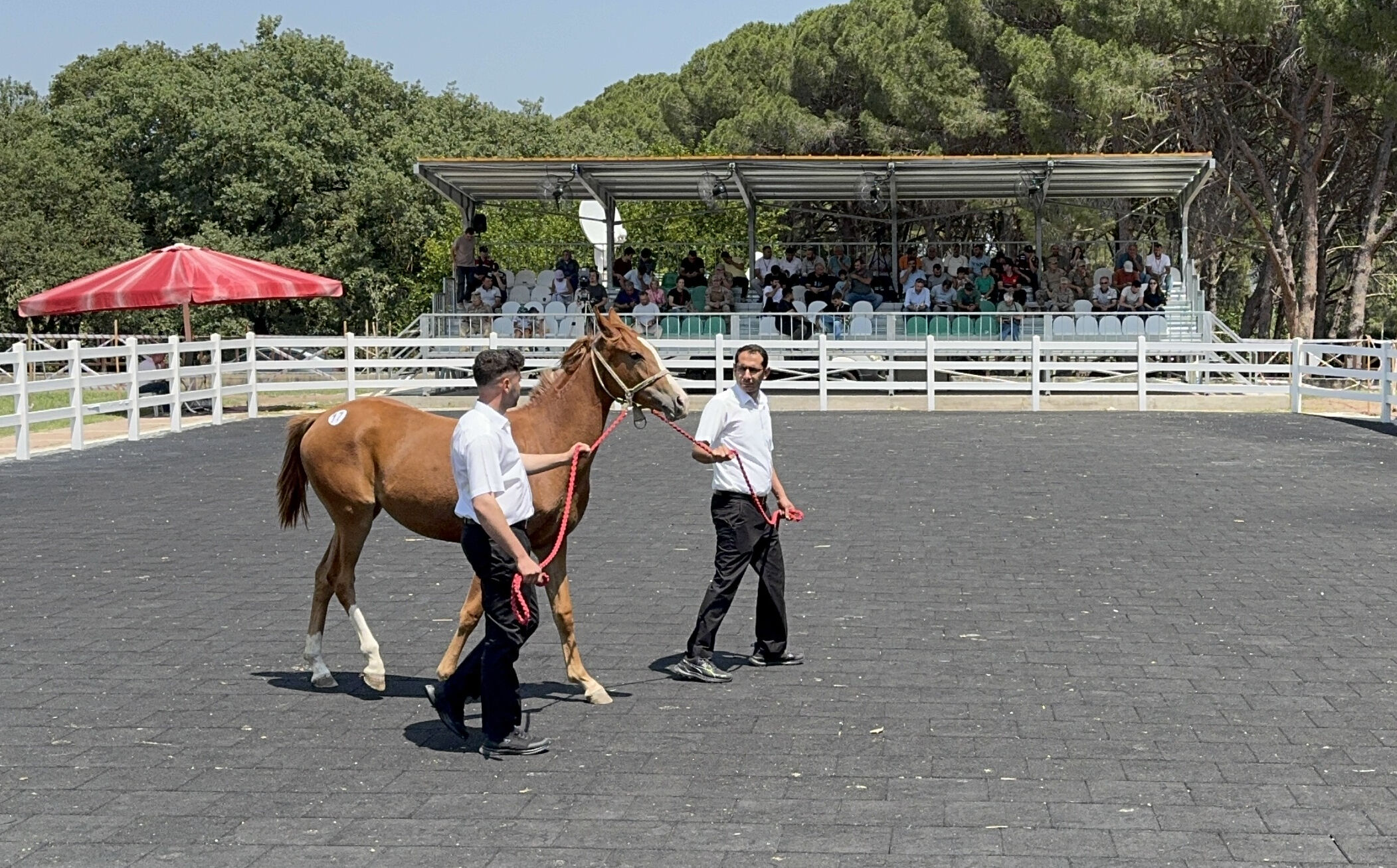 Bursa'da milyonluk satış: Arap tayları kapış kapış gitti! - 1. Resim