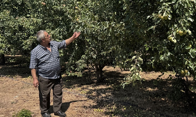 Emekli olduktan sonra başladı! Bu yıl 80 ton hasat bekliyor, paraya para demeyecek - 2. Resim