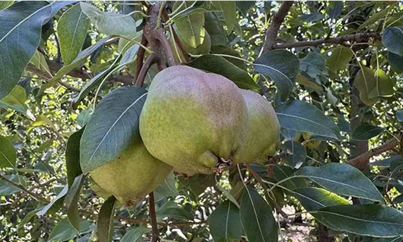 Emekli olduktan sonra başladı! Bu yıl 80 ton hasat bekliyor, paraya para demeyecek - 3. Resim