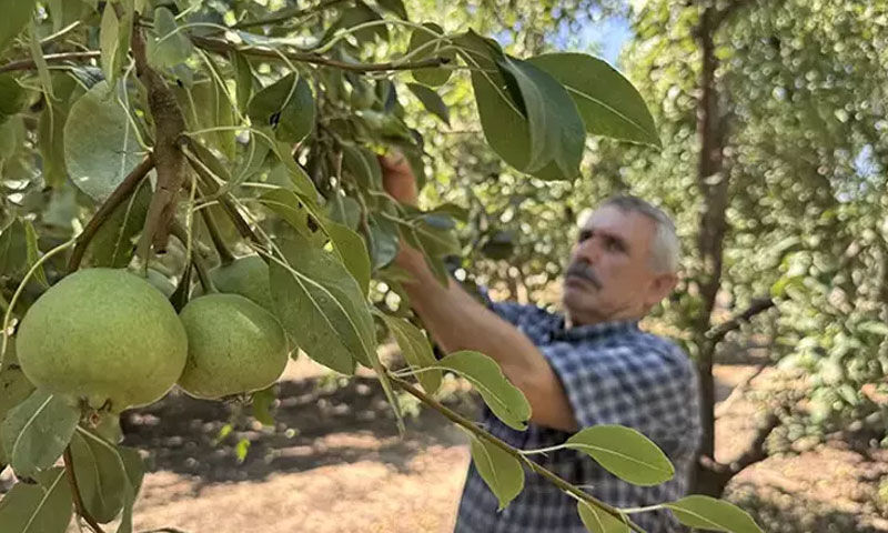 Emekli olduktan sonra başladı! Bu yıl 80 ton hasat bekliyor, paraya para demeyecek - 4. Resim