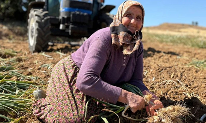 Kastamonu'dan dünyaya yayılıyor… Üretici fiyatından memnun! “Bol kazançlı bir sezon olacak” - 3. Resim
