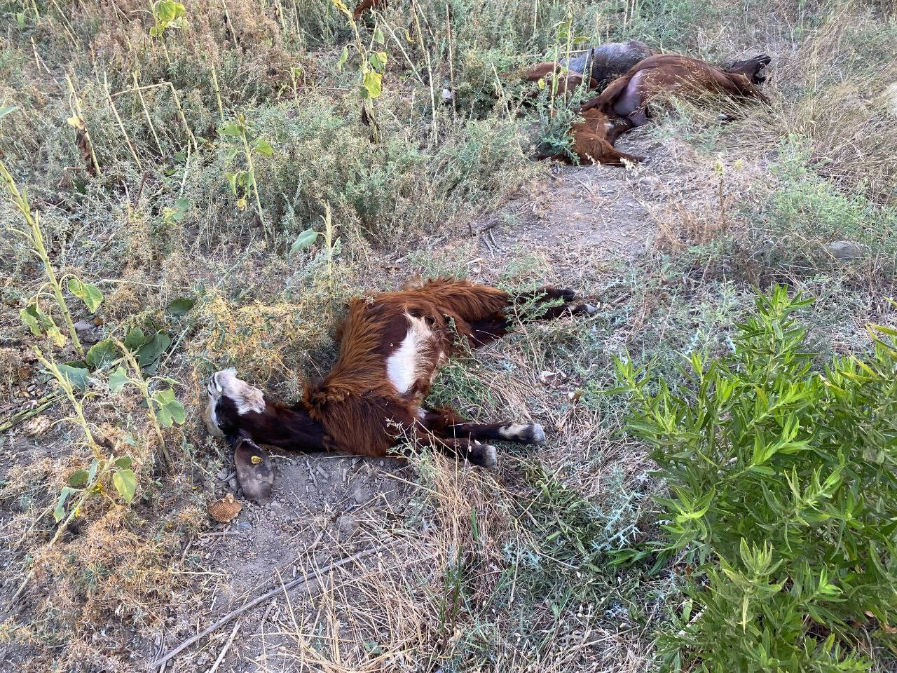 Ölüm saçan dere! 1 haftada 100'den fazla hayvan telef oldu! Nedeni korkunç... - 4. Resim