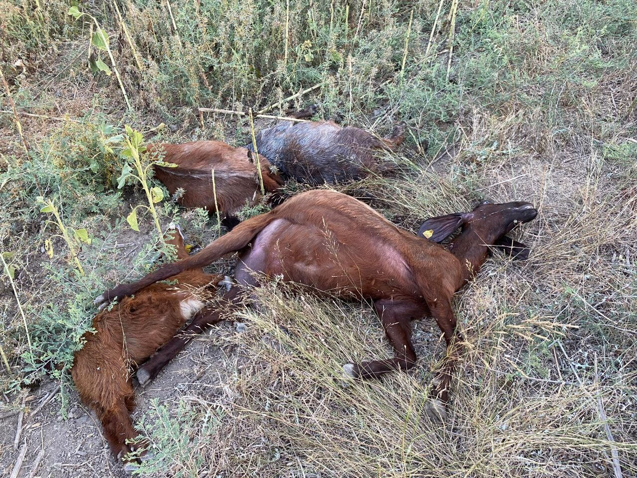 Ölüm saçan dere! 1 haftada 100'den fazla hayvan telef oldu! Nedeni korkunç... - 2. Resim