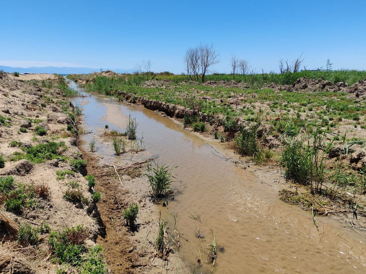 Ölüm saçan dere! 1 haftada 100'den fazla hayvan telef oldu! Nedeni korkunç... - 1. Resim