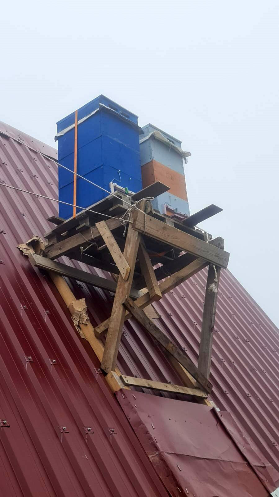 Rizeli arıcıdan zeki hamle: ayılardan korumak için kovanları bakın nereye taşıdı - 2. Resim