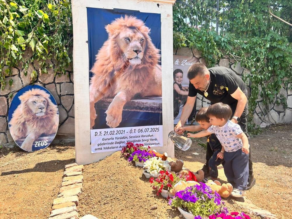 Türkiye'nin konuştuğu aslan için temsili mezar! Sahibi şiir bile yazdı: Nereye baksam Zeus'u görüyorum - 3. Resim