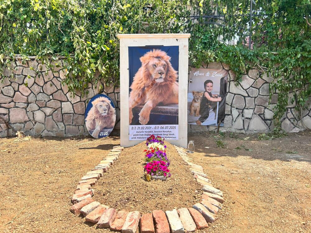 Türkiye'nin konuştuğu aslan için temsili mezar! Sahibi şiir bile yazdı: Nereye baksam Zeus'u görüyorum - 2. Resim