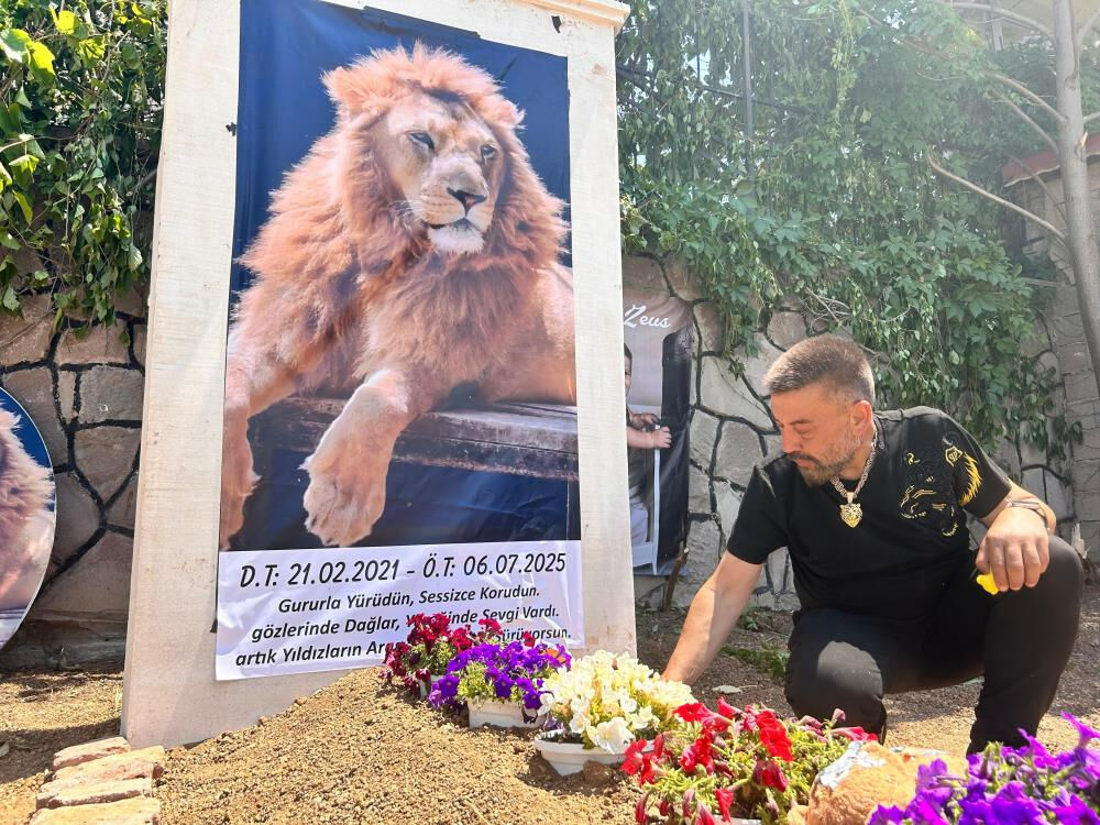 Türkiye'nin konuştuğu aslan için temsili mezar! Sahibi şiir bile yazdı: Nereye baksam Zeus'u görüyorum - 5. Resim
