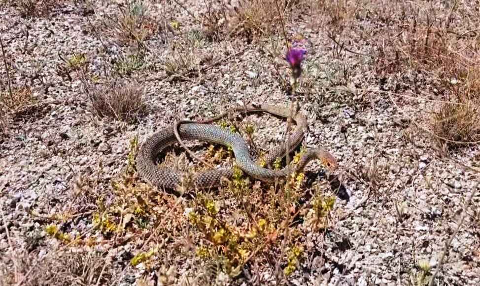Yemek yediği restoranda tuvalete gitti, Hayatının şokunu yaşadı - 2. Resim