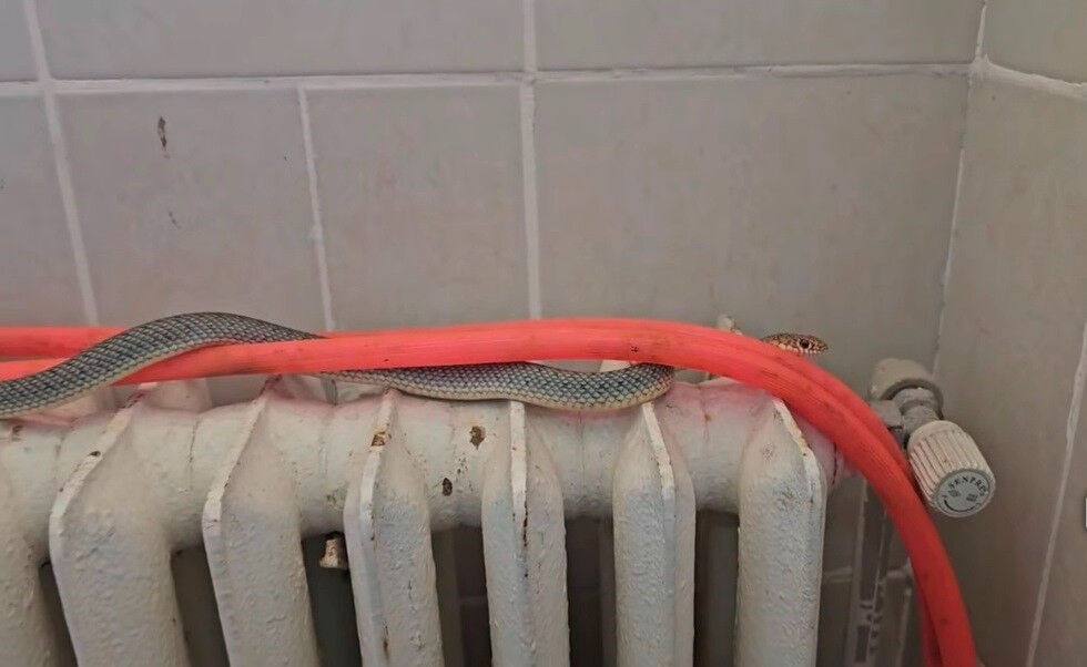 Yemek yediği restoranda tuvalete gitti, Hayatının şokunu yaşadı - 1. Resim