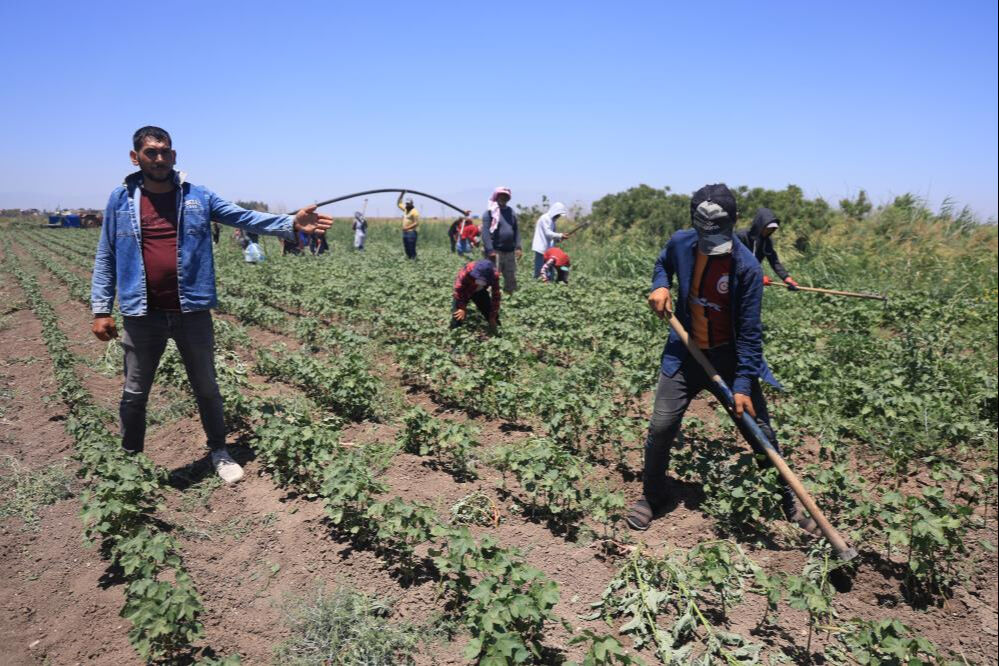 40 derece sıcağın altında g&uuml;nl&uuml;k 650 lira yevmiyeye &ccedil;alışıyorlar! - 1. Resim