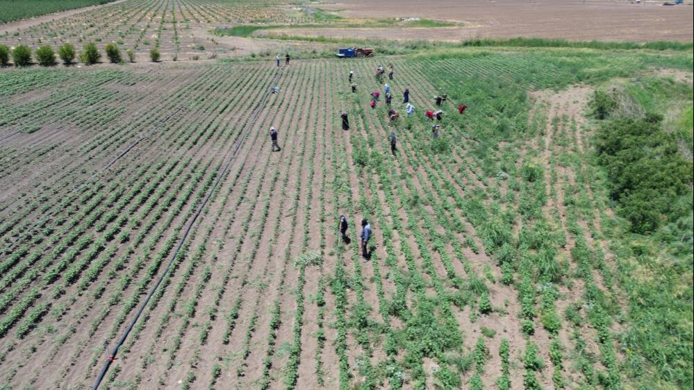 40 derece sıcağın altında g&uuml;nl&uuml;k 650 lira yevmiyeye &ccedil;alışıyorlar! - 2. Resim