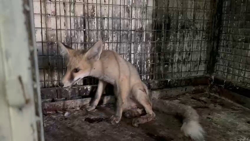 Elektrik şefi yolda buldu, tedavi ettirdi - 1. Resim