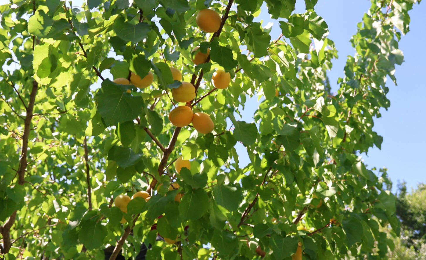 Hasat verimli geçti, 40 bin ton elde ettiler! Avrupa, Rusya, Gürcistan ve Azerbaycan'a gönderildi - 2. Resim