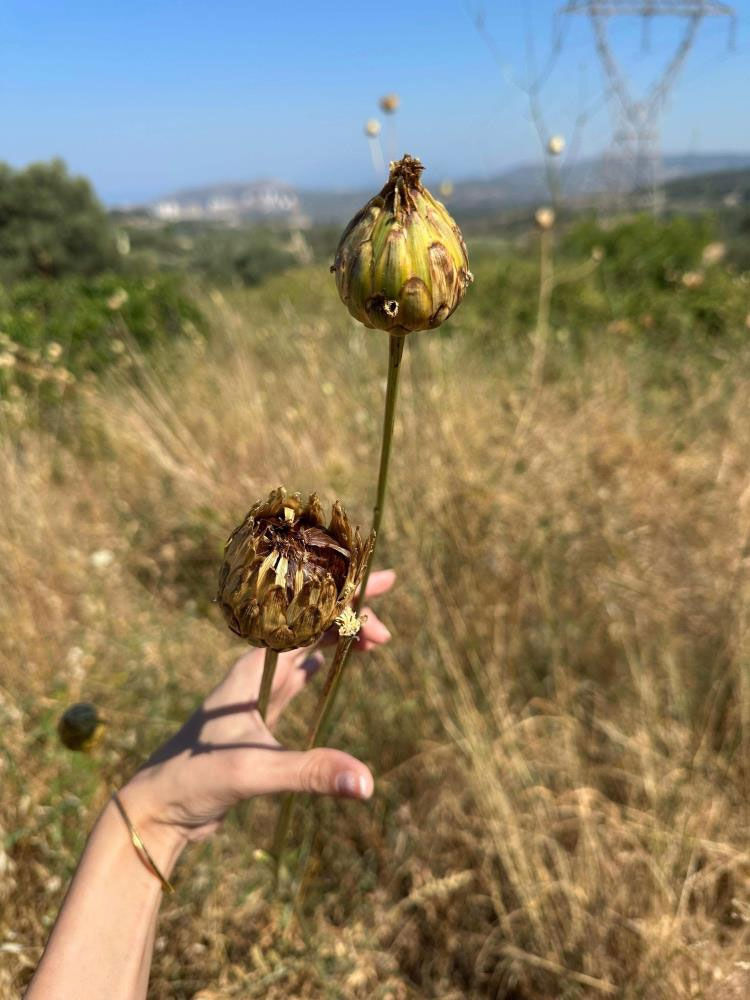 Koruma altında: Koparmanın cezası 557 bin lira! - 2. Resim