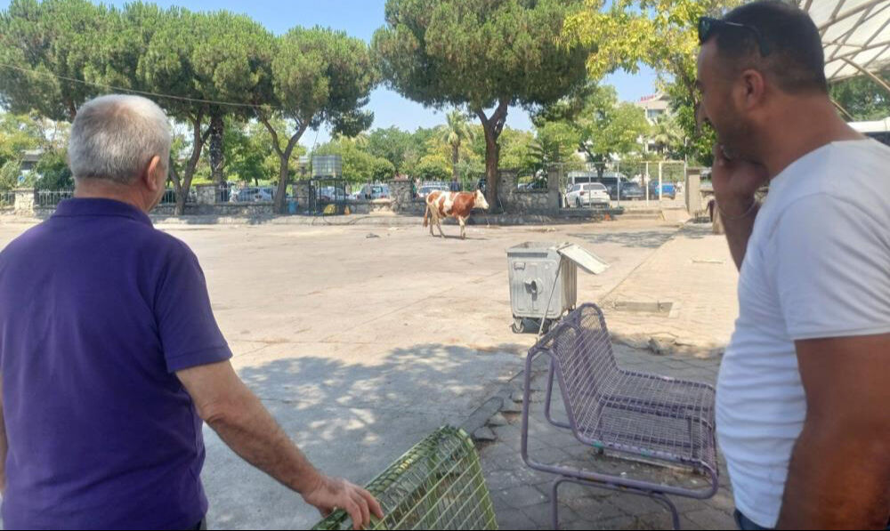 Mezbahadan kaçtı, ortalığı birbirine kattı! Otogarda 4 uyuşturucu iğneyle yakalandı - 3. Resim