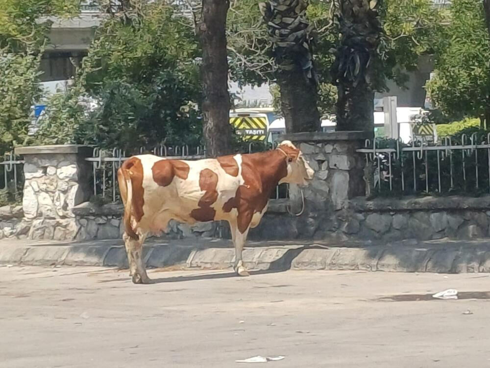 Mezbahadan kaçtı, ortalığı birbirine kattı! Otogarda 4 uyuşturucu iğneyle yakalandı - 1. Resim