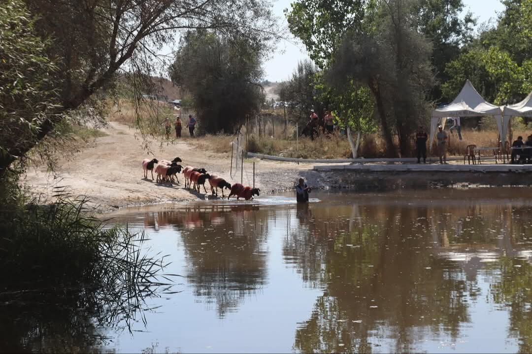 852 yıllık geleneğe şap engeli... UNESCO listesindeki etkinlik iptal edildi - 1. Resim