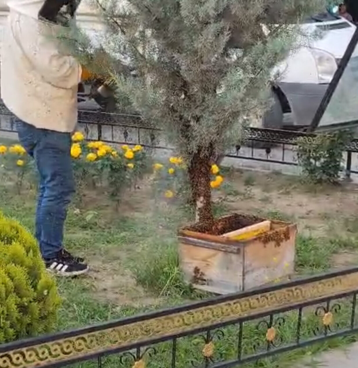 Binlerce arı şehir merkezini istila etti! Vatandaşlar büyük panik yaşadı - 2. Resim