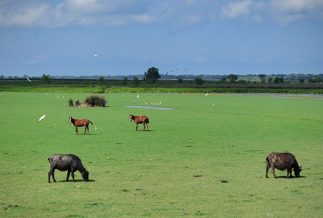 Gitmek için en doğru zaman! Dünyanın en güzel yerleri arasında...  Kuş Cenneti görenleri hayran bırakıyor Gitmek için en doğru zaman! Dünyanın en güzel yerleri arasında...  Kuş Cenneti görenleri hayran bırakıyor - 5. Resim